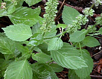 Tulsi Vivah is the ceremonial marriage of Tulsi and Shaligram