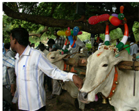 Mattu Pongal is the third day of Thai Pongal of Pongal, to be celebrated once more in 2017.