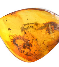 Amber Stone