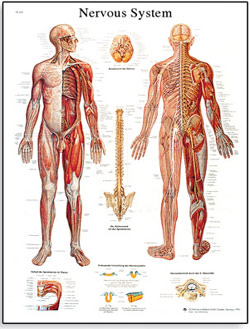 Importance of Nervous System